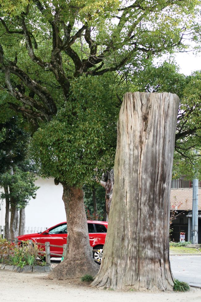 枯れた大木の幹が、名残惜しそうにそのまま残っていました。落雷にでも遭ったのでしょうか。