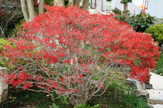 ドウダンツツジ(灯台躑躅、満天星)の紅葉です。見事な発色でした。『ドウダン』は、枝分かれしている様子が、昔夜間の明かりに用いた『灯台』に似ていることからの呼び名、『満天星』は、中国語名に由来するものです。