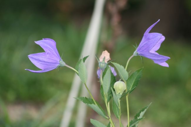 境内で咲いていたキキョウ(桔梗)の花です。お寺に相応しい花です。キキョウ科の多年草で、秋の七草の一つとしても知られます。