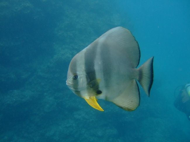 ツバメウオ<br /><br />数10匹はいて優雅に泳いでいました。