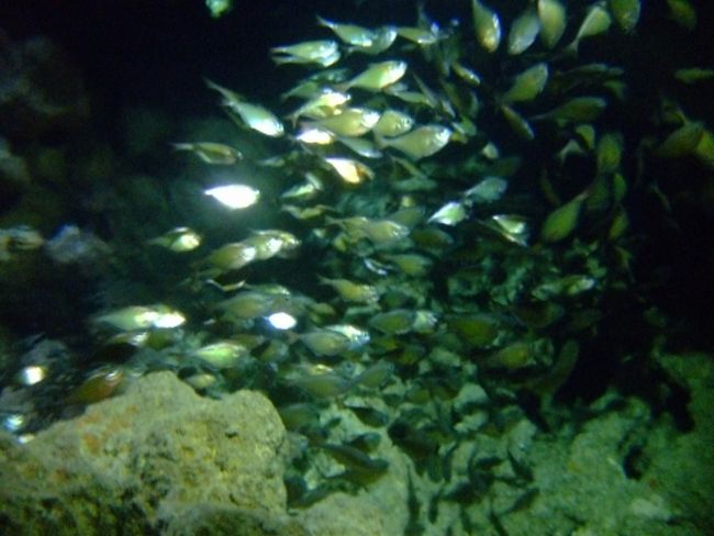 リュウキュウハタンポ<br /><br />洞窟の中、暗いところに群れを作ってじっとしています。