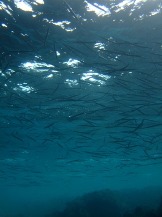 オキザヨリ<br /><br />水面近くに群れでいます。