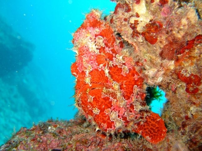 オオモンカエルアンコウ