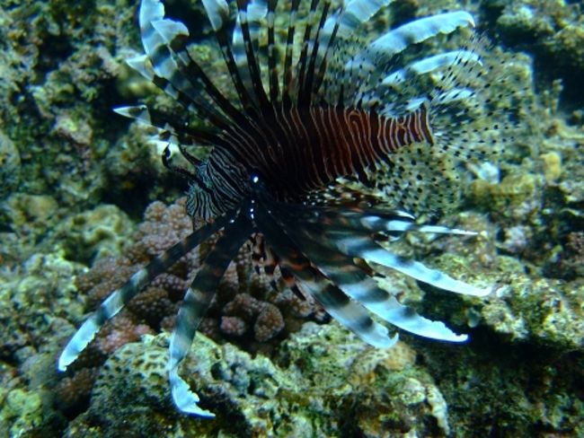 ハナミノカサゴ