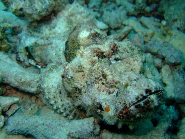 オニカサゴ<br /><br /><br />ここから２本目