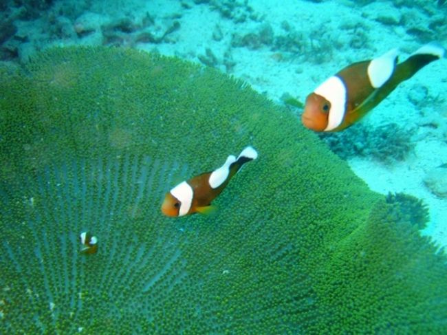 トウアカクマノミ<br /><br />山田ポイントは沖縄で唯一、日本で見ることが出来るクマノミ６種が見れるポイントです。<br />このトウアカクマノミがいちばん個体数が少ないです。<br /><br />ちなみに６種類とは、クマノミ、ハマクマノミ、カクレクマノミ、セジロクマノミ、ハナビラクマノミ、トウアカクマノミです。