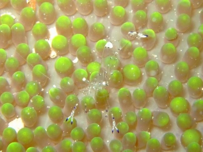 ニセアカホシカクレエビ<br /><br />上の写真のイソギンチャクの上にいた２ｃｍ程のすごく小さなエビ。<br />体全体は透明で、藍色と白色の小斑紋が散在していてすごくcute！