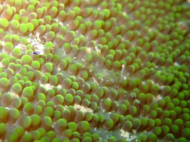 アカホシカクレエビ<br /><br />こちらは体が朱色と白色の小斑紋です。<br />両目の間には白い横線が入り、眼が繋がっているように見えます。