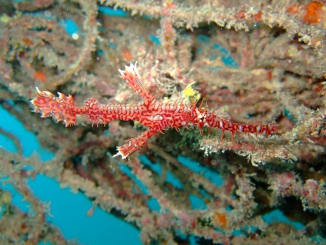 ニシキフウライウオ