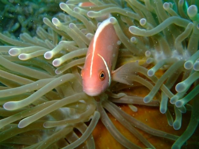 ハナビラクマノミ