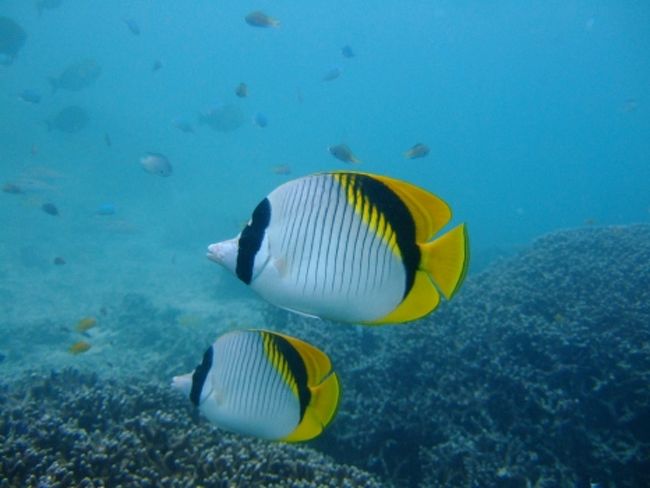 ニセフウライチョウチョウウオ