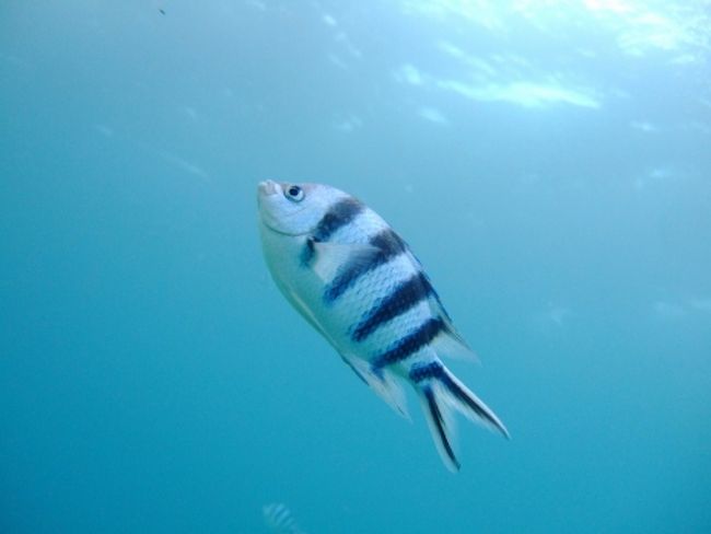 ロクセンスズメダイ