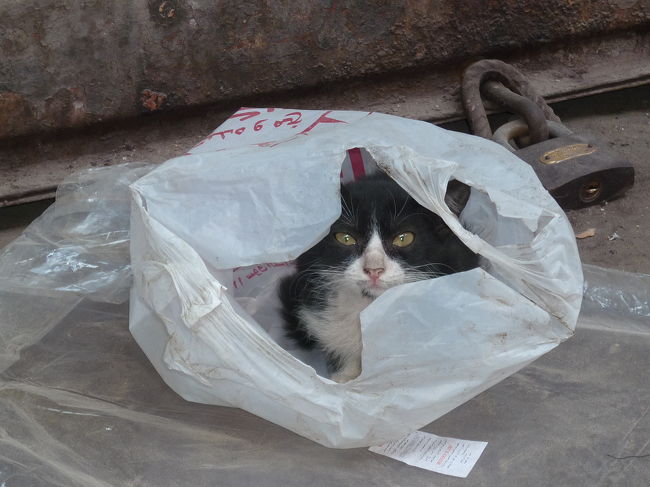 袋の中の子猫。さて、これから１５時間かけてアスワンまで行きます。１等車で１６５ポンド（２８００円）。