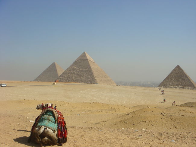 ラクダのおしりがまたカワイイんですわ〜(◎´∀`)
