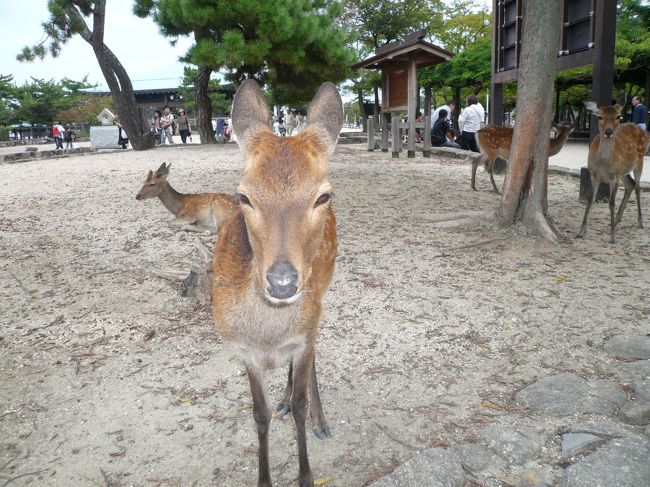 鹿さん登場。<br /><br />荷物チェックを受けました。<br /><br />「食べ物は持っていません。」