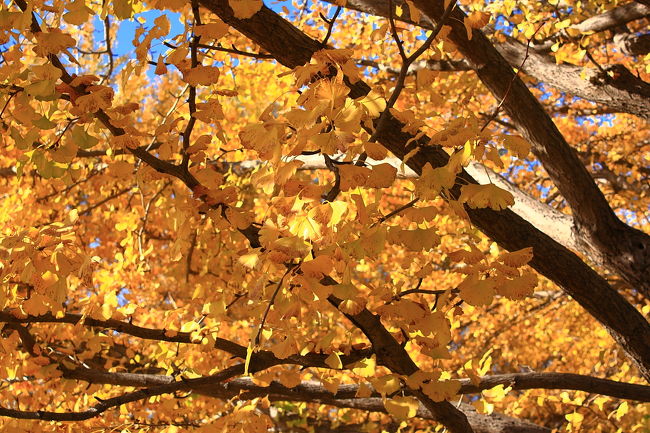 国営昭和記念公園