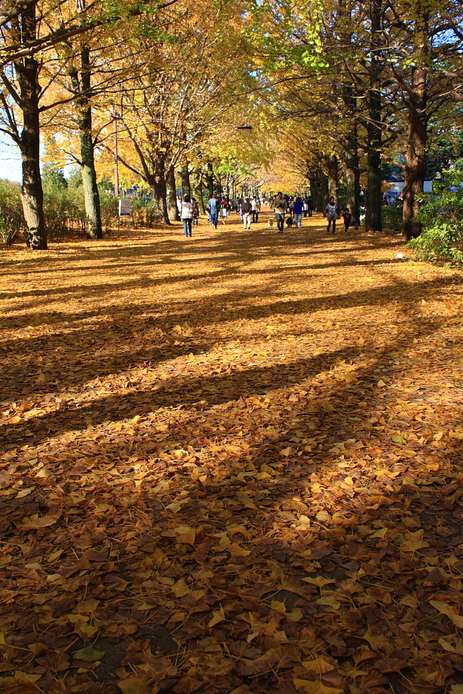 国営昭和記念公園