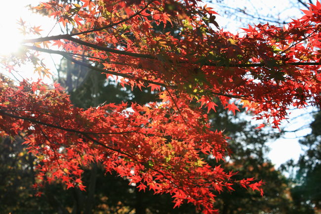 国営昭和記念公園
