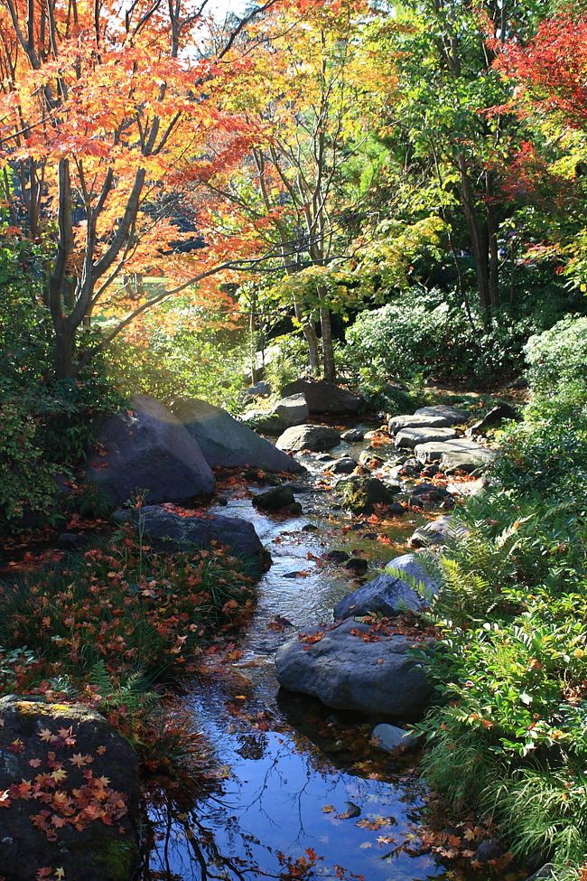 国営昭和記念公園