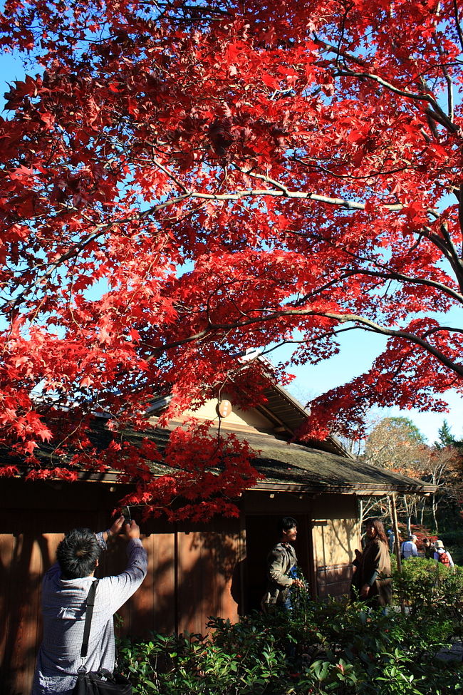 国営昭和記念公園