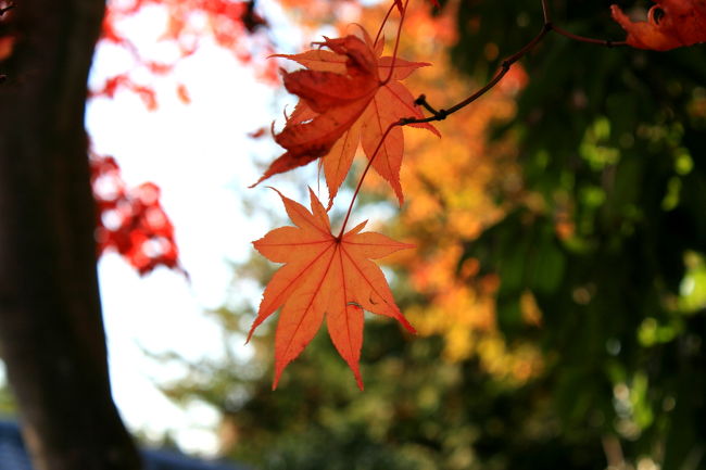 国営昭和記念公園