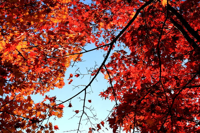 国営昭和記念公園