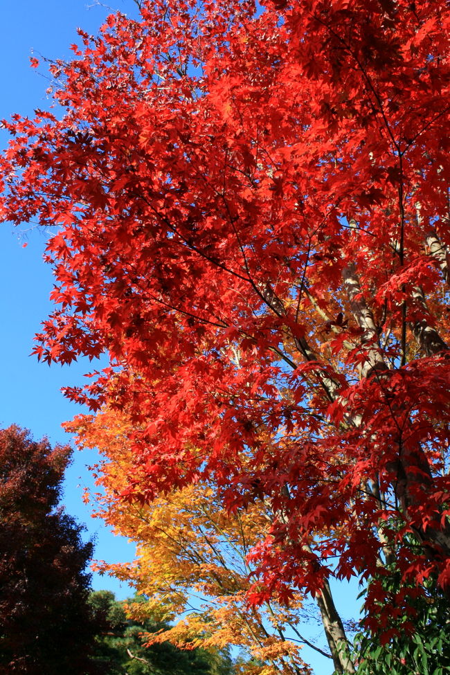 国営昭和記念公園