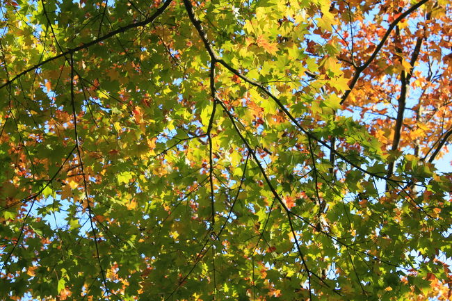 国営昭和記念公園