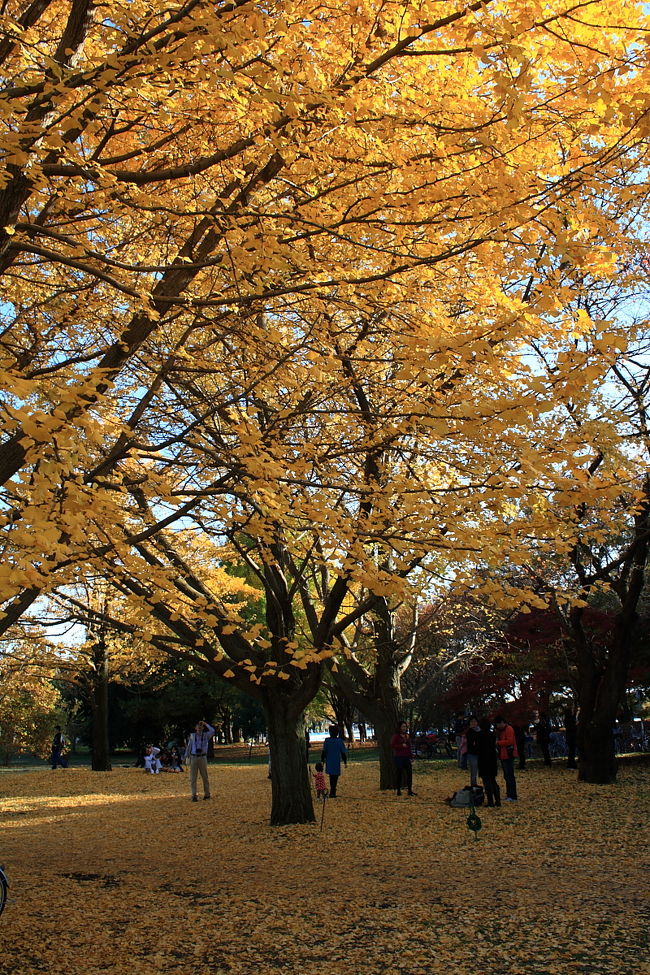 国営昭和記念公園