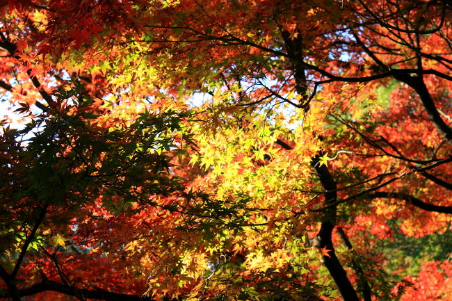 国営昭和記念公園