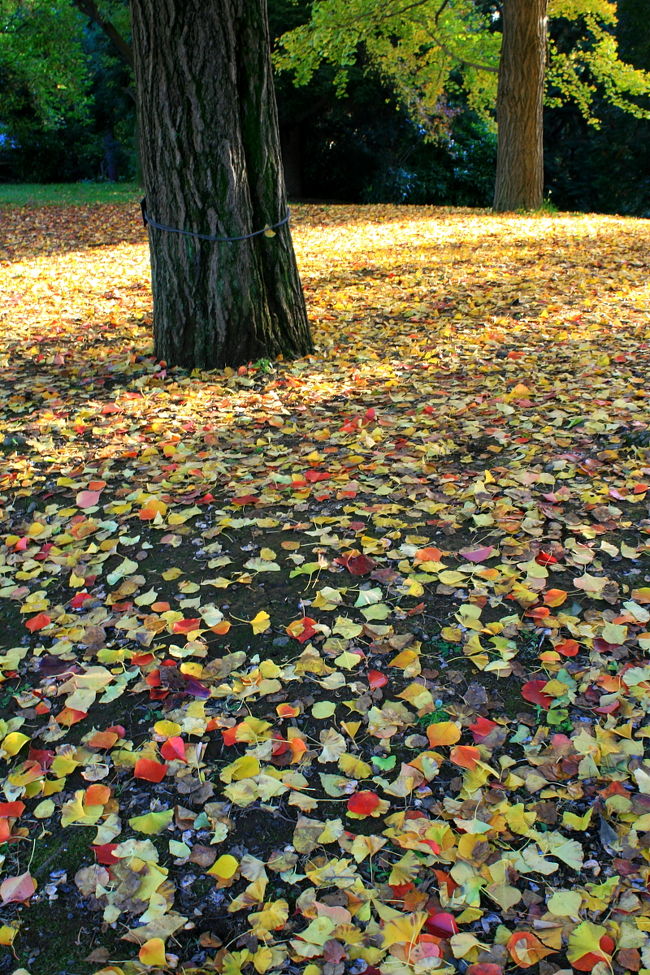 国営昭和記念公園