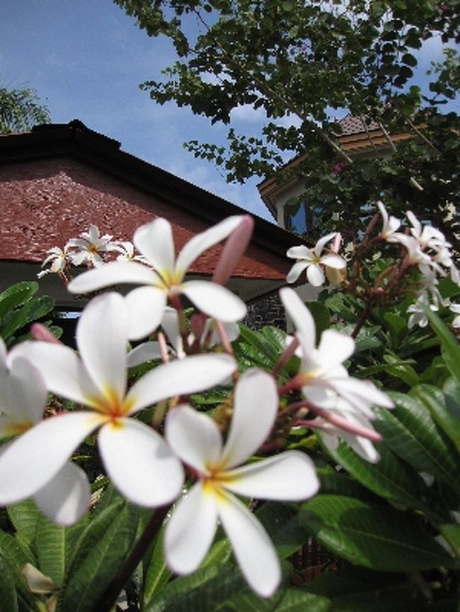 プルメリアのような花が咲いていました。