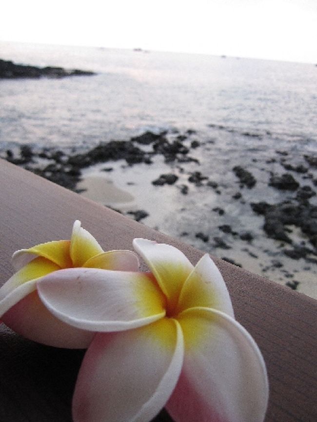 プルメリア拾いました。