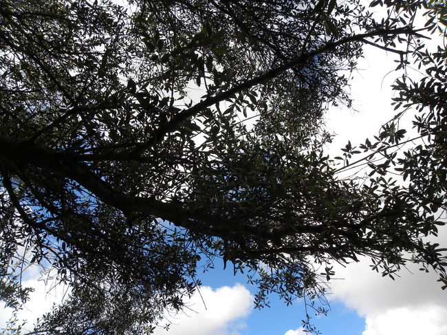 オリーブの木<br />