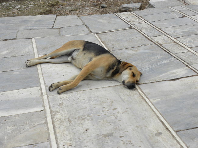 パルテノン神殿のお膝元で熟睡する犬<br /><br />何頭もいて近づいても全然起きません<br /><br /><br />きもちよさそう〜<br />