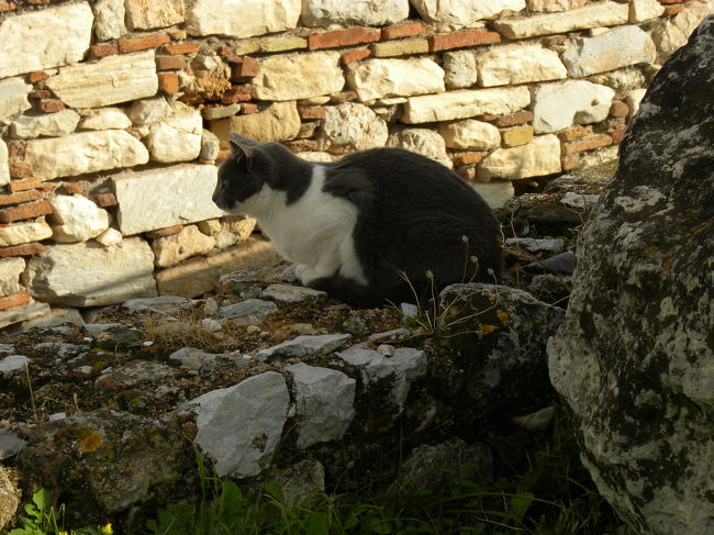 おぉ、ネコちゃん発見。<br /><br />