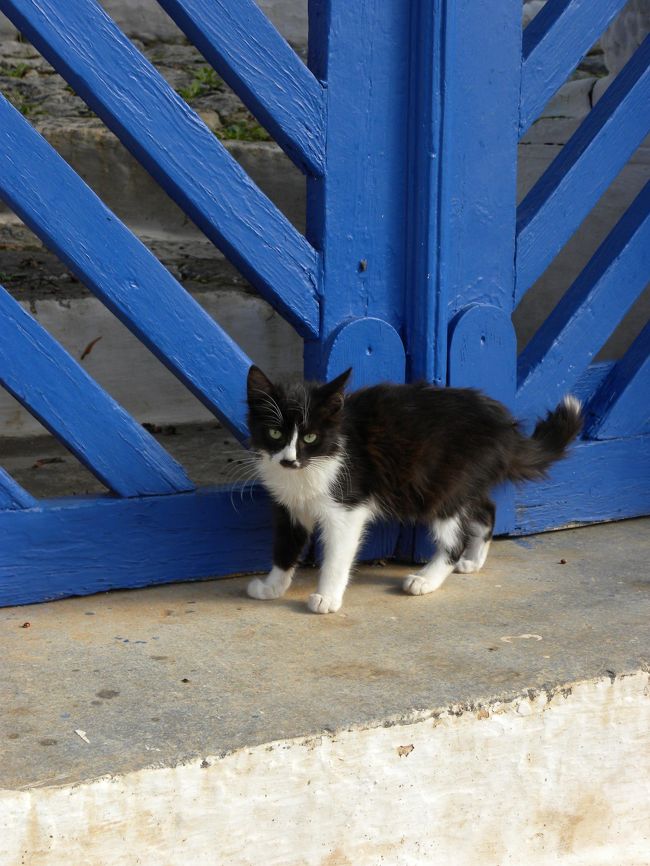 路地裏通ってどんどん坂を上っていったら、民家ばっかりの場所に。<br /><br />猫がいっぱいいて、餌くれ〜♪とよってきます。<br /><br />