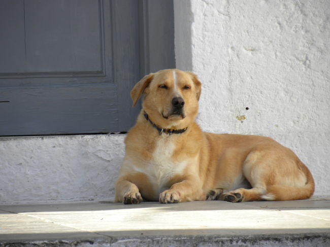 犬も気持ちよさそうに寝てました。<br /><br />