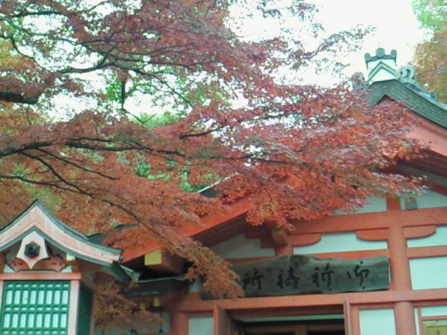 紅葉していました。