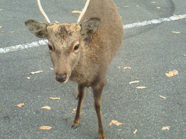 若草山にも、鹿…