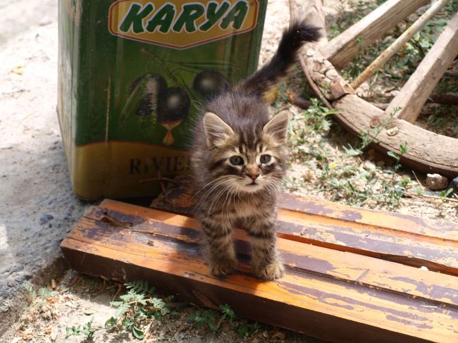 ギョレメで出会った子猫ちゃん。この旅１番のお気に入りの写真です。バックのオリーブの缶もイイです♪