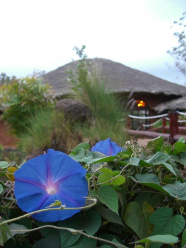 こんなところにも朝顔☆