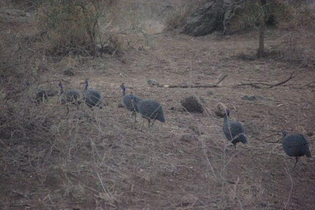 ホロホロ鳥<br /><br />フランス料理では高級品らしいけど、<br />やっぱりこの水色の水玉模様。<br />おいしそうには見えない・・・。