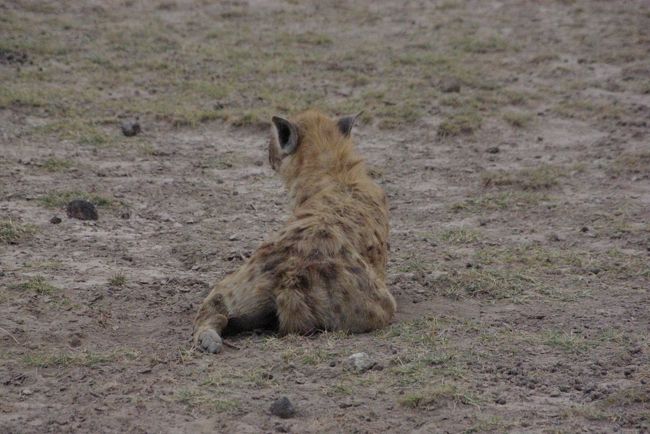 おくつろぎ中のブチハイエナ。