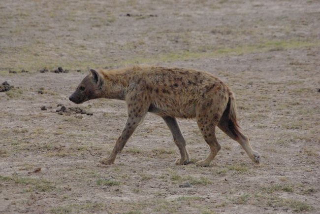 あまりに見すぎたからか、どっかに行っちゃった。