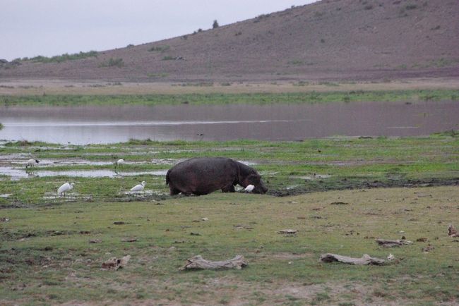 カバが鳥を引き連れて水の中に入っていきます。<br /><br />