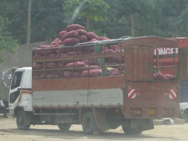 トラック丸々レッドオニオン