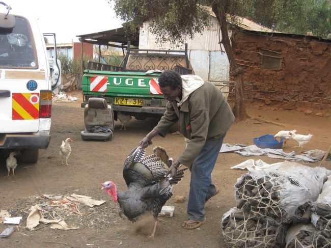 自慢の七面鳥を見せてくれました。<br />初めてみた！！<br />かなり大きい☆