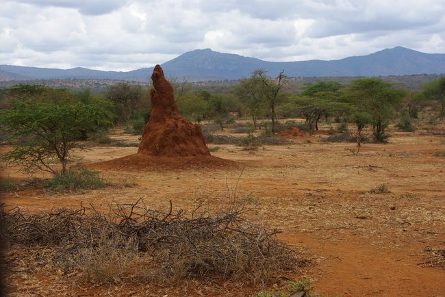 すごく乾燥していて、<br />貧しい土地にアリ塚ができるらしいです。
