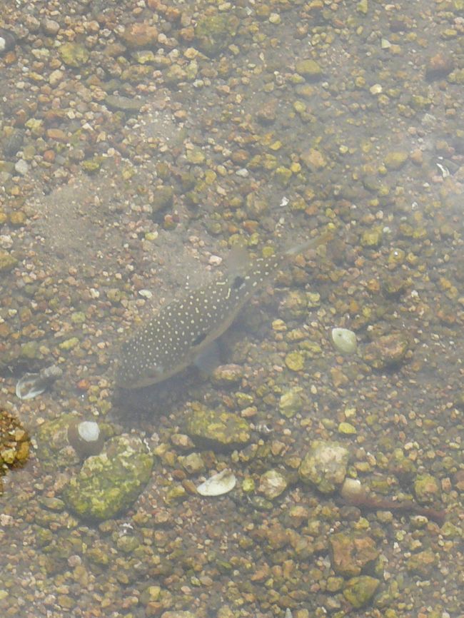 お魚さんが見れます。